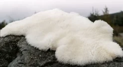 Sheep Toys And Gifts*Sweater Shop Sheepskin Rug Ivory